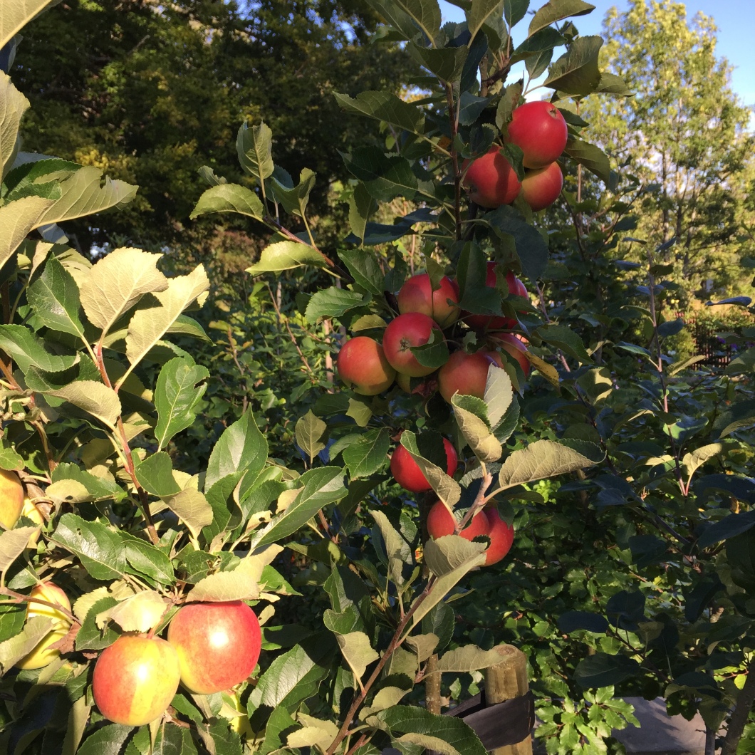 800 epletrær er det blitt på Kastanjegaarden, enkelt og naturlig.